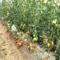 Rio grande indeterminate vegetable hybrid  israel syngenta cherry tomato seeds red price  for sale